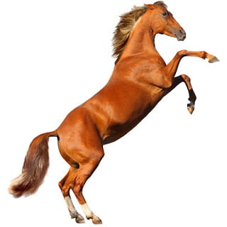 caballos