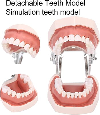 Modelo de Dientes estándar Desmontable