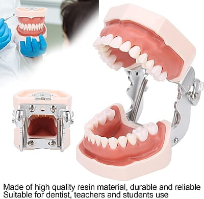 Modelo de Dientes estándar Desmontable