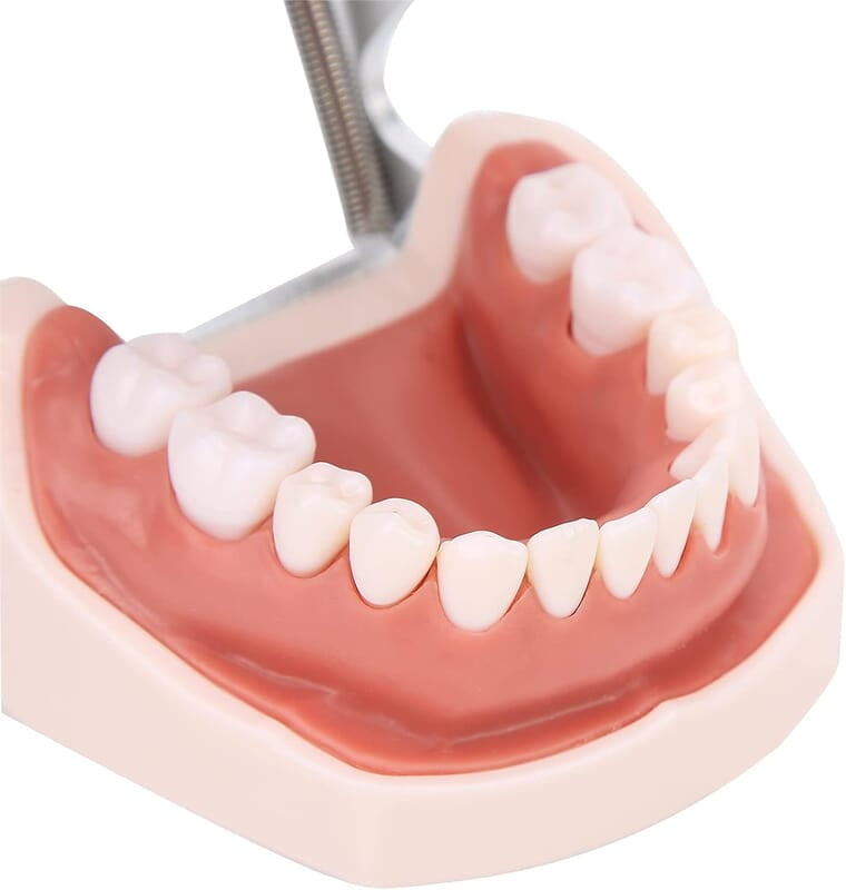 Modelo de Dientes estándar Desmontable Modelo de Dientes estándar Desmontable