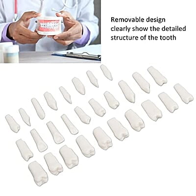 28 Piezas de Dientes Extraíbles