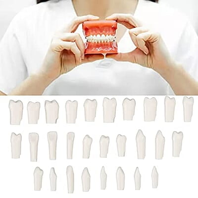 28 Piezas de Dientes Extraíbles