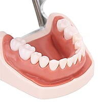 28 Piezas de Dientes Extraíbles