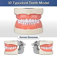 Ultrassist Typodont - Modelo de dientes con 32 dientes desmontables