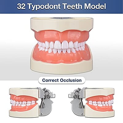 Ultrassist Typodont - Modelo de dientes con 32 dientes desmontables