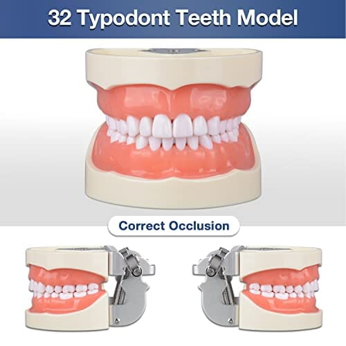 Ultrassist Typodont - Modelo de dientes con 32 dientes desmontables