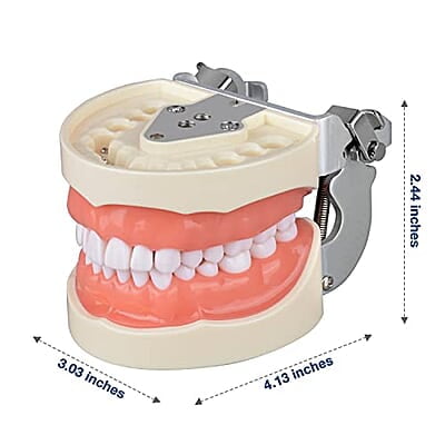 Ultrassist Typodont - Modelo de dientes con 32 dientes desmontables