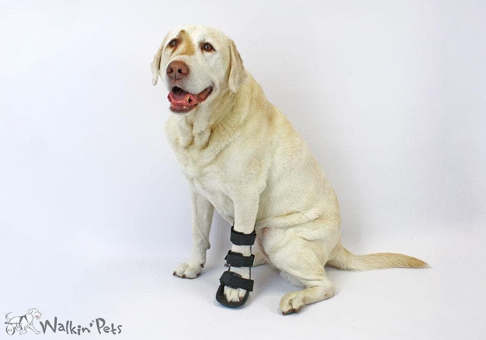 Ferula Pata Delantera Para Perro Walkin’ Front Splint de Handicapped Pets Ferula Pata Delantera Para Perro Walkin’ Front Splint de Handicapped Pets