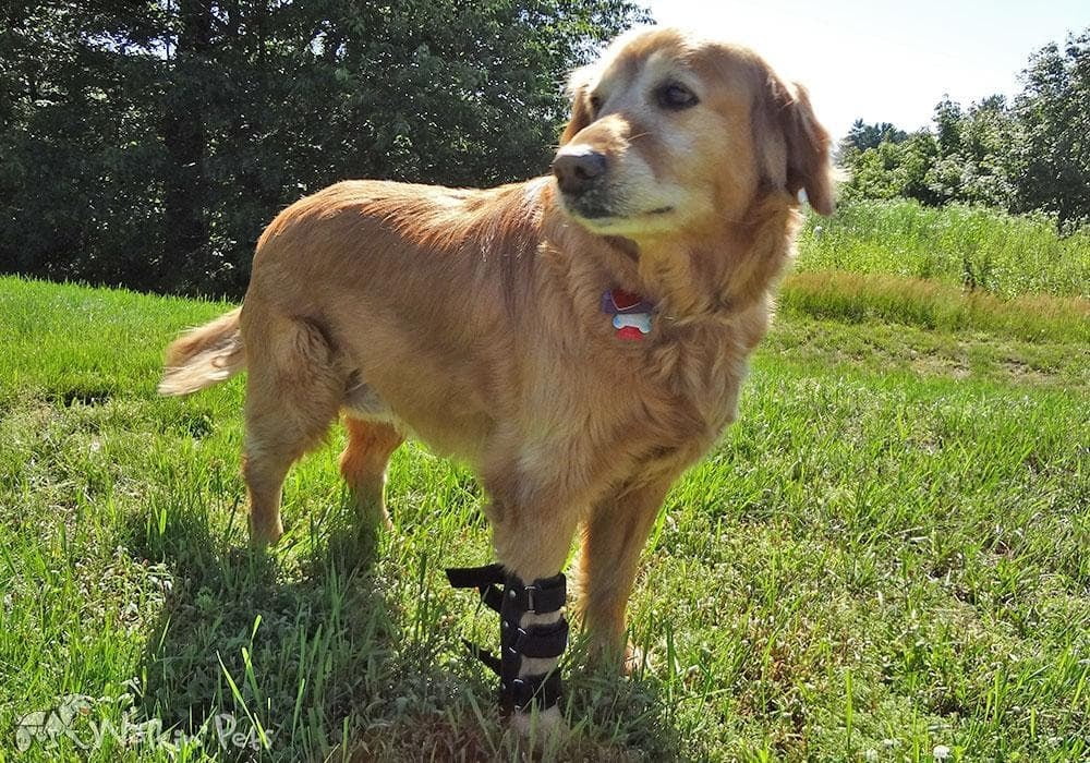 Ferula Pata Delantera Para Perro Walkin’ Front Splint de Handicapped Pets Ferula Pata Delantera Para Perro Walkin’ Front Splint de Handicapped Pets
