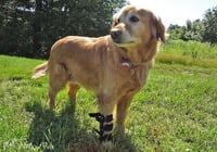 Ferula Pata Delantera Para Perro Walkin’ Front Splint de Handicapped Pets