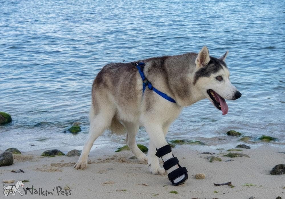 Ferula Pata Delantera Para Perro Walkin’ Front Splint de Handicapped Pets Ferula Pata Delantera Para Perro Walkin’ Front Splint de Handicapped Pets